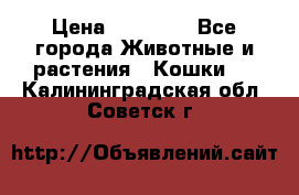 Zolton › Цена ­ 30 000 - Все города Животные и растения » Кошки   . Калининградская обл.,Советск г.